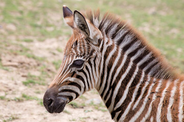 Fototapeta na wymiar Junges Zebra
