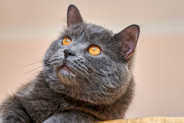 Cat with grey fur