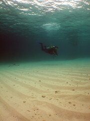                       scuba diver underwater sand ocean caribbean sea Venezuela   