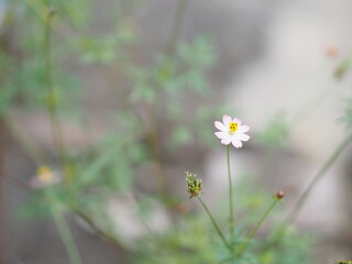 Wild cosmos, caudatus, Ulam Raja King of Salad pink flower blooming springtime in garden on blurred of nature background