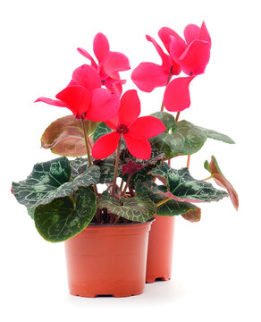 Red cyclamen in a pot isolated.