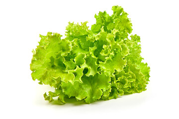Lettuce Salad leaf, isolated on white background