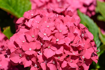 Hydrangea in bloom
