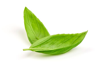 Fresh basil leaves, close-up, isolated on a white background