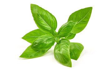 Fresh basil leaves, close-up, isolated on a white background