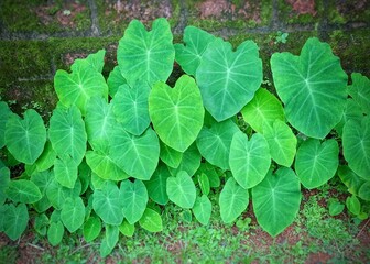 green leaves background of alu