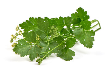 Fresh parsley, isolated on a white backgroound