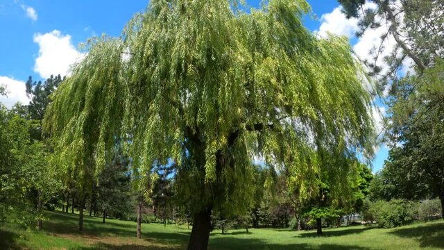 A huge willow develops in the wind. A walk in the park for health.