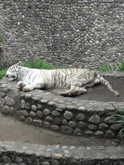 White Tiger in Zoo in Cordoba Argentina South America 2019