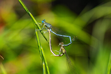 accouplement agrion à large patte 