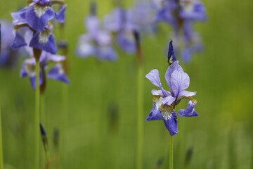Siberian iris blue close-up.