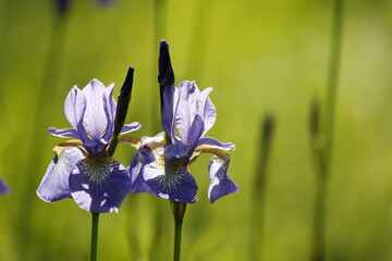 Siberian iris blue close-up.