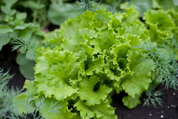 Young fresh lettuce with fragrant dill in ecological home farm. Eco-friendly formal vegetable...