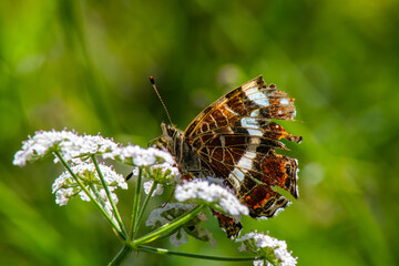 papillon 