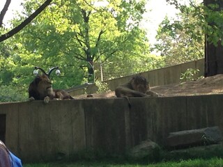 DC Zoo Lion