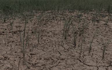 soil crack on an agriculture farm which effect of climate changed. concept for arid area ,climate change, sustainability,drought