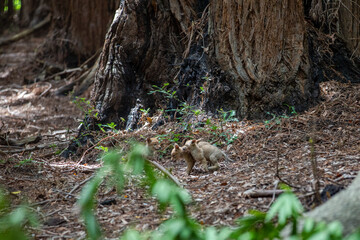Baby coyotes playing in the woods