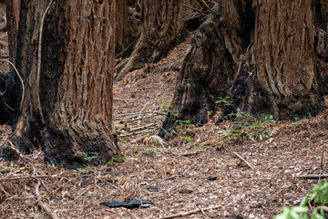 Mother coyote at UC Santa Cruz