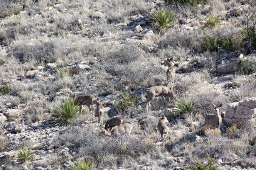 Deer on a desert hillside