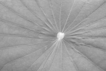 lotus leaf texture background