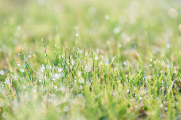 グリーンの芝生についた朝露のアップ
