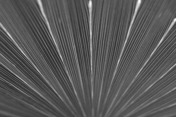 Palm leaf texture background close up