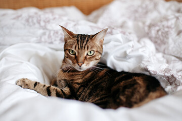 Beautiful pet cat lying on a bed in bedroom at home looking at camera. Relaxing fluffy hairy striped domestic animal with green eyes. Adorable furry kitten feline friend.