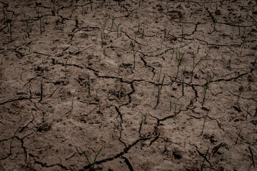 soil crack on an agriculture farm which effect of climate changed. concept for arid area ,climate change, sustainability,drought
