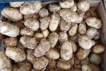 Box with fresh potatoes