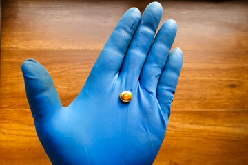 small piece of gold in his hand with a glove. Mini nugget of gol © Deniz