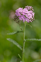 Macrophotographie de fleur sauvage - Achillée millefeuilles - Achillea millefolium