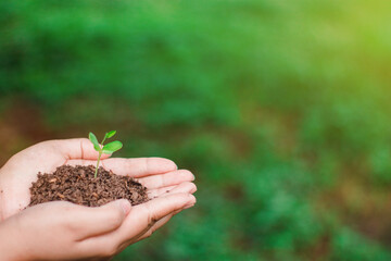 The sapling of the tree is in the hands of the young woman Seeds of living plants which, when planted Or to propagate, then the plant will grow in accordance with the genetics of that plant