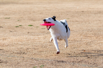 White and black border collie catching a disc
