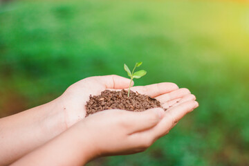 The sapling of the tree is in the hands of the young woman Seeds of living plants which, when planted Or to propagate, then the plant will grow in accordance with the genetics of that plant