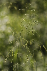 Forest grain Milium effusum on a green background.