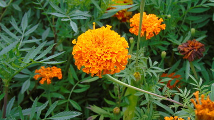 orange flower in the garden
