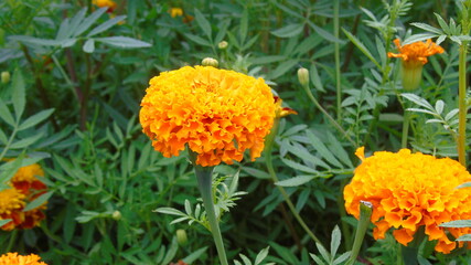 yellow flower in the garden