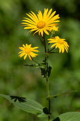 Macrophotographie de fleur sauvage - Arnica - Arnica montana