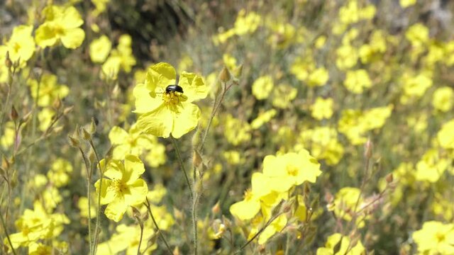 Black and red beetle pollinating a yellow flower in a windy sunny day. Madrid, Spain.