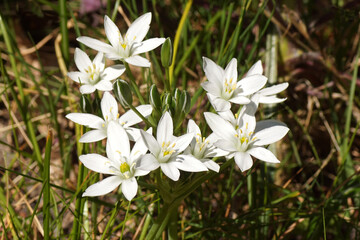 Flowers of Ornithogalum, Star-of-Bethlehem of the family Asparagaceae in the garden. Spring, Bergen, Netherlands April 15, 2020. 