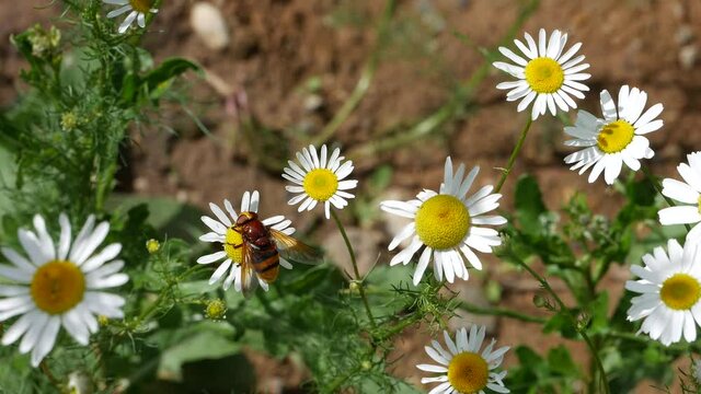 Big gadfly eats nectar on daisies.