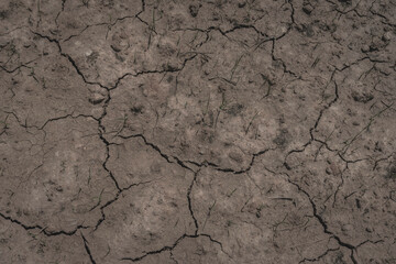 soil crack on an agriculture farm which effect of climate changed. concept for arid area ,climate change, sustainability,drought
