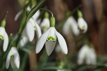 Closeup flowers of snowdrop or common snowdrop (Galanthus nivalis). bulbous perennial herbaceous...