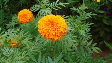 orange flower in the garden