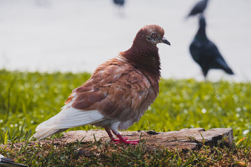 bird in the grass