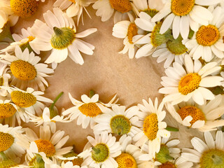 Chamomile flowers on paper in the form of a frame.