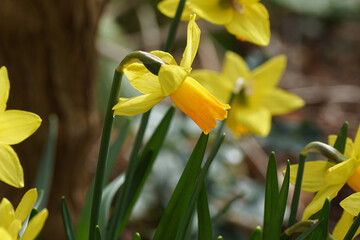 Close up trumpet daffodil (Narcissus cyclamineus Tête à tête) with yellow orange flowers. Amaryllis family (Amaryllidaceae). Bergen, Netherlands, February © Thijs de Graaf