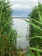 Green reeds, a narrow passage to the river and clouds above the water.