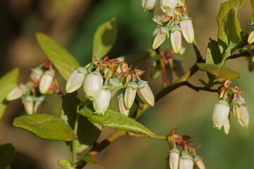 White long bell- or urn-shaped flowers of the northern highbush blueberry (Vaccinium corymbosum). Family Ericaceae. Spring, Bergen, Netherlands April