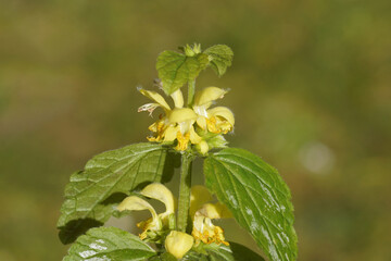 Flowers of the subspecies of the Yellow Archangel (Lamiastrum galeobdolon argentatum). Argentatum points to the silver on the leaves. Mint family (Lamiaceae, Labiatae). Netherlands, April